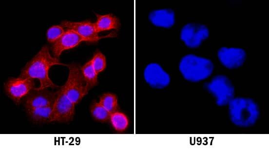 c-Met Antibody in Immunocytochemistry (ICC/IF)