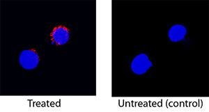 IFN gamma Antibody in Immunocytochemistry (ICC/IF)