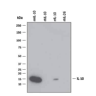 IL-10 Antibody in Western Blot (WB)