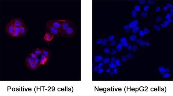IL-22 Receptor alpha Antibody in Immunocytochemistry (ICC/IF)