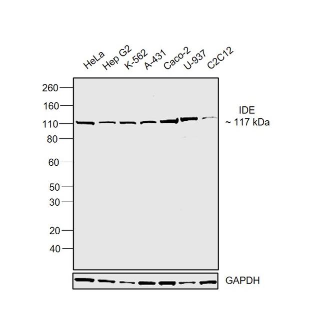 IDE Antibody in Western Blot (WB)
