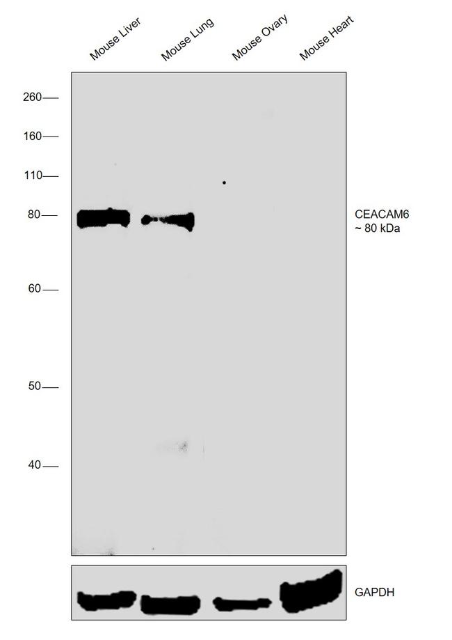 CEACAM6 Antibody in Western Blot (WB)