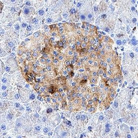 Reg3D Antibody in Immunohistochemistry (Paraffin) (IHC (P))