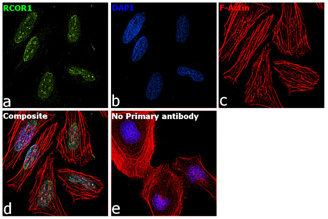 RCOR1 Antibody in Immunocytochemistry (ICC/IF)