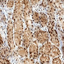NMNAT1 Antibody in Immunohistochemistry (Paraffin) (IHC (P))