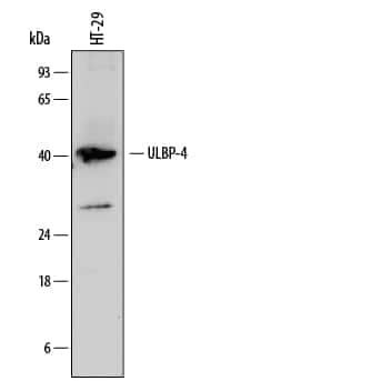 N2DL4 Antibody in Western Blot (WB)