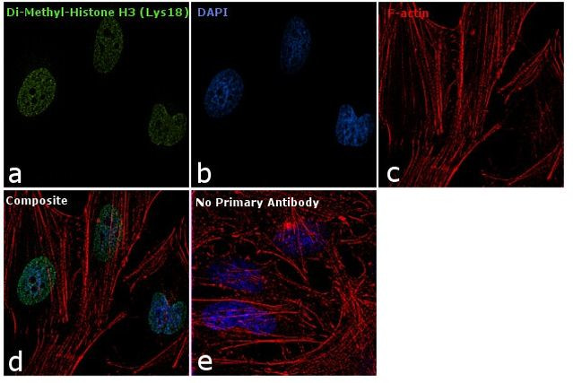 H3K18me2 Antibody in Immunocytochemistry (ICC/IF)