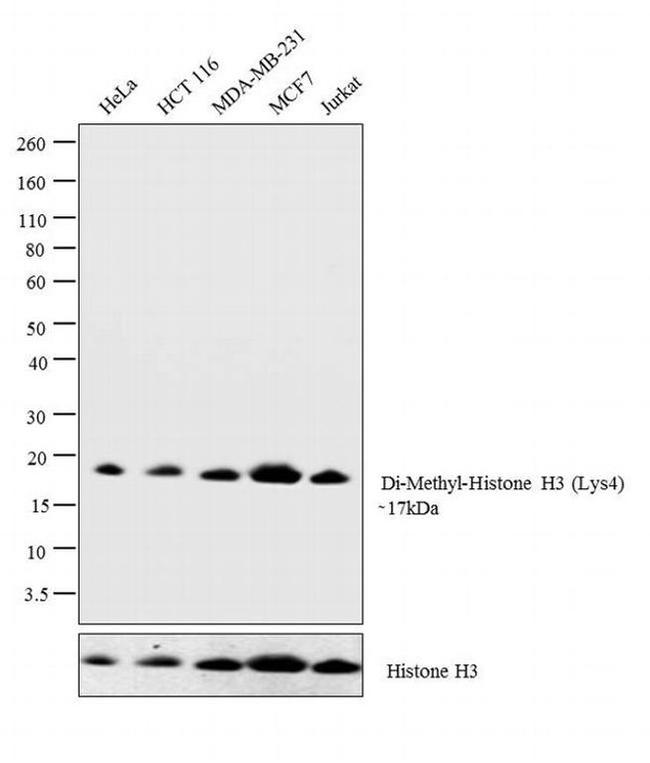 H3K23me2 Antibody in Western Blot (WB)