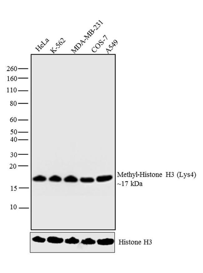 H3K18me1 Antibody in Western Blot (WB)