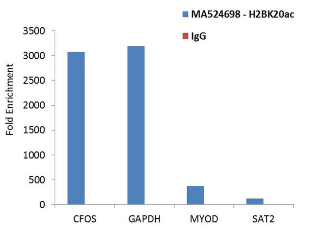 H2BK20ac Antibody in ChIP Assay (ChIP)