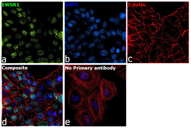 EWSR1 Antibody in Immunocytochemistry (ICC/IF)
