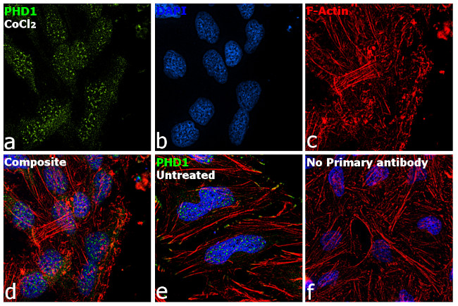 PHD1 Antibody in Immunocytochemistry (ICC/IF)