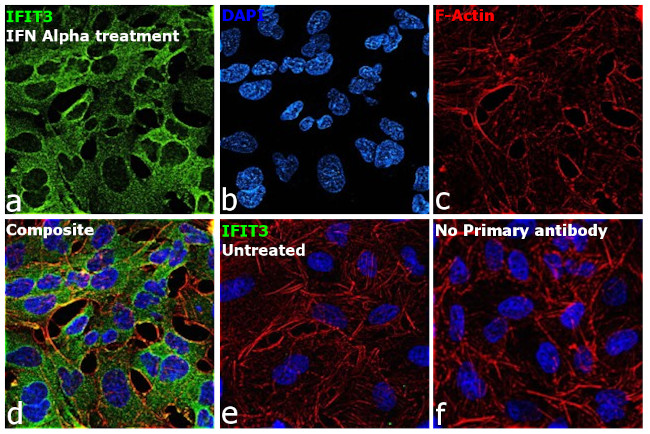 IFIT3 Antibody in Immunocytochemistry (ICC/IF)