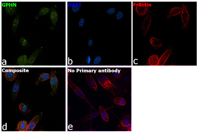 Gephyrin Antibody in Immunocytochemistry (ICC/IF)