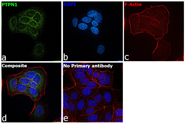 PTP1B Antibody in Immunocytochemistry (ICC/IF)