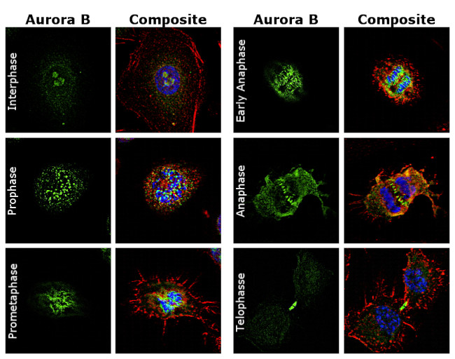 Aurora B Antibody in Immunocytochemistry (ICC/IF)