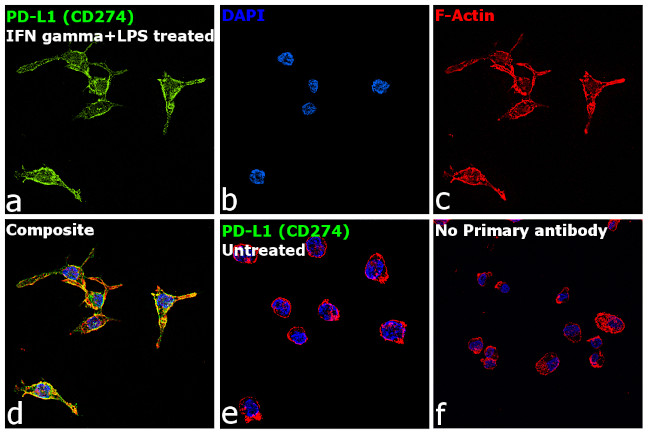 PD-L1 (CD274) Antibody