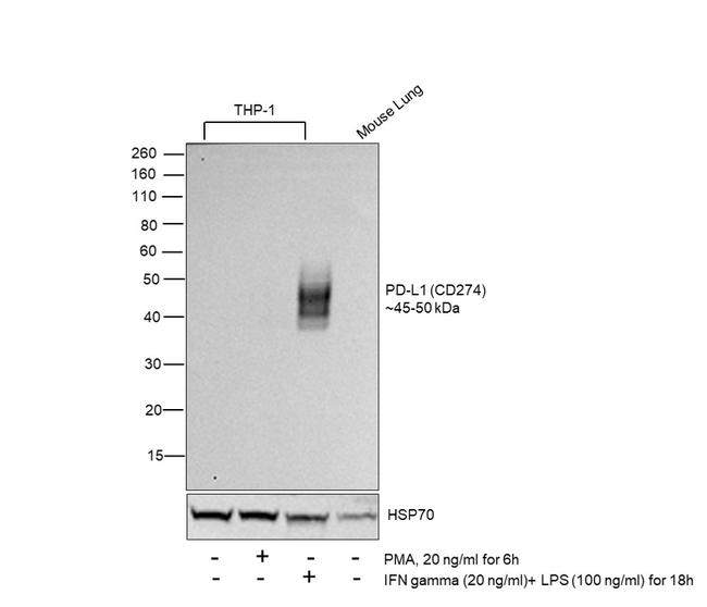 PD-L1 (CD274) Antibody in Western Blot (WB)