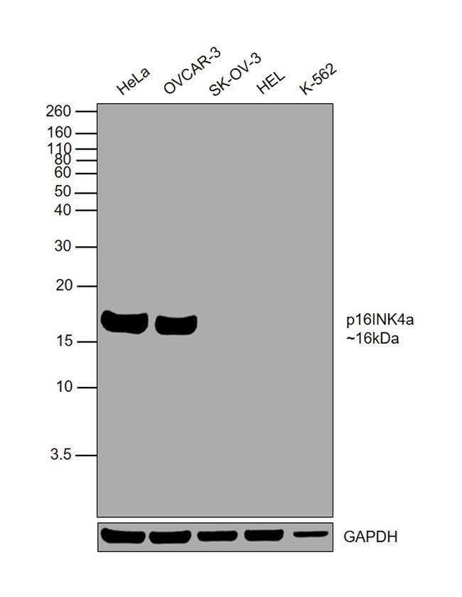 p16INK4a Antibody in Western Blot (WB)