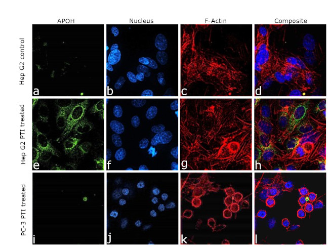Apolipoprotein H Antibody in Immunocytochemistry (ICC/IF)