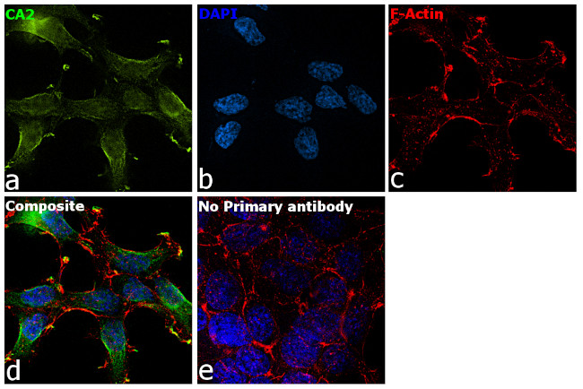 Carbonic Anhydrase II Antibody in Immunocytochemistry (ICC/IF)