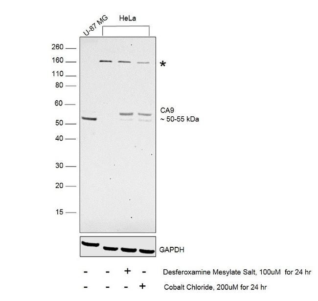 Carbonic Anhydrase IX Antibody in Western Blot (WB)