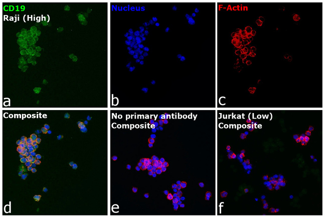 CD19 Antibody in Immunocytochemistry (ICC/IF)