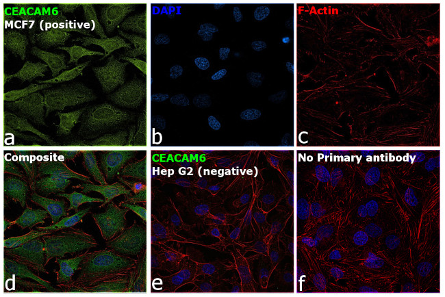 CEACAM6 Antibody in Immunocytochemistry (ICC/IF)
