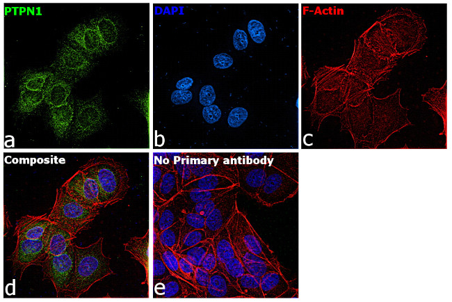 PTP1B Antibody in Immunocytochemistry (ICC/IF)