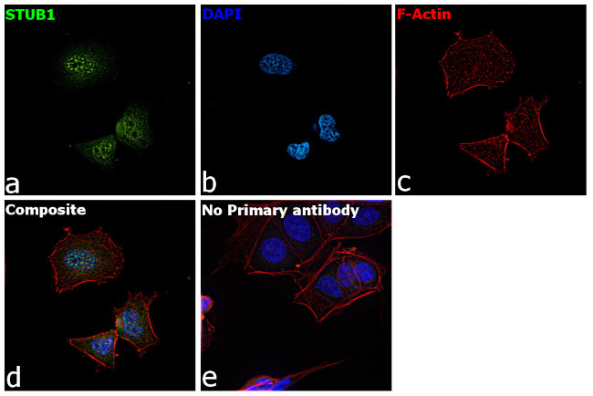 STUB1 Antibody in Immunocytochemistry (ICC/IF)
