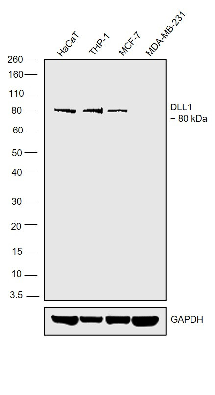 DLL1 Antibody