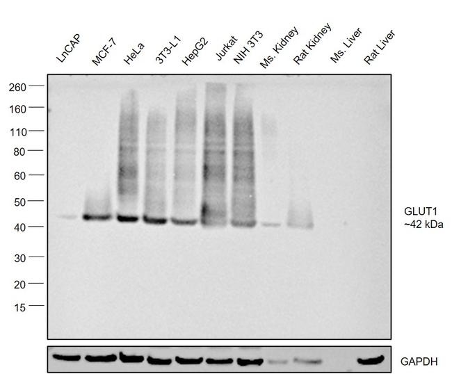 GLUT1 Antibody in Western Blot (WB)