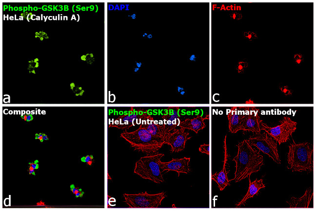 Phospho-GSK3B (Ser9) Antibody in Immunocytochemistry (ICC/IF)