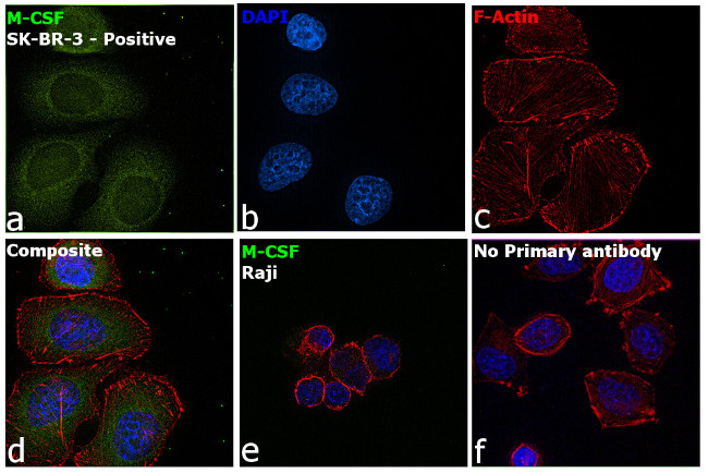 M-CSF Antibody in Immunocytochemistry (ICC/IF)