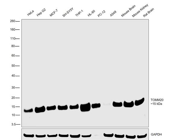 TOMM20 Antibody in Western Blot (WB)