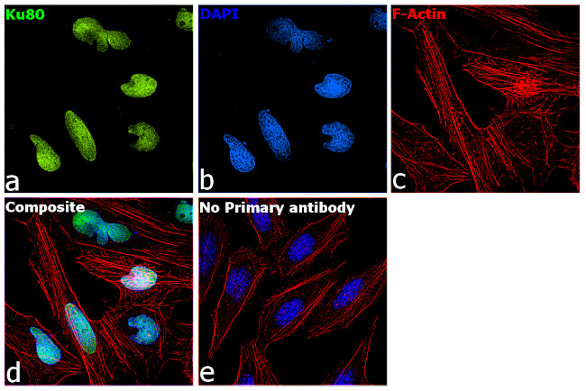 Ku80 Antibody in Immunocytochemistry (ICC/IF)