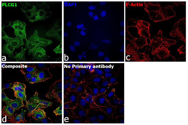 PLCG1 Antibody in Immunocytochemistry (ICC/IF)