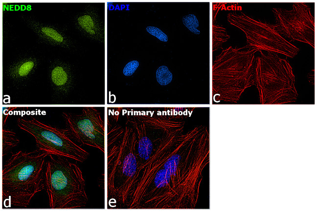 NEDD8 Antibody in Immunocytochemistry (ICC/IF)