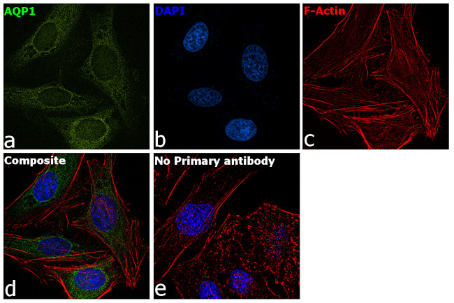 Aquaporin 1 Antibody in Immunocytochemistry (ICC/IF)