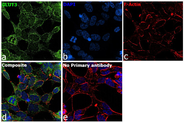 GLUT3 Antibody in Immunocytochemistry (ICC/IF)