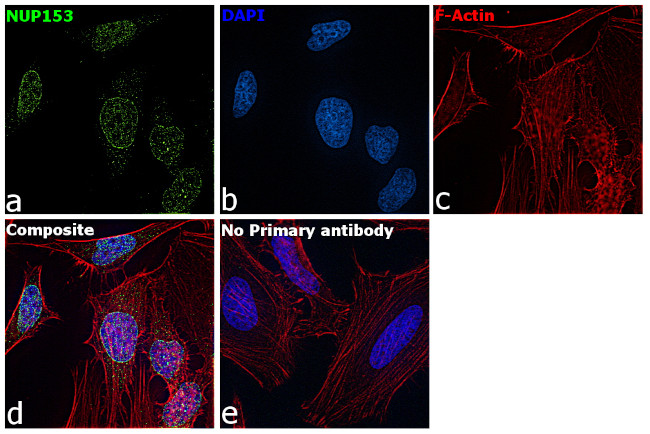 NUP153 Antibody in Immunocytochemistry (ICC/IF)