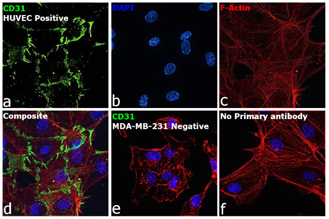 CD31 Antibody in Immunocytochemistry (ICC/IF)
