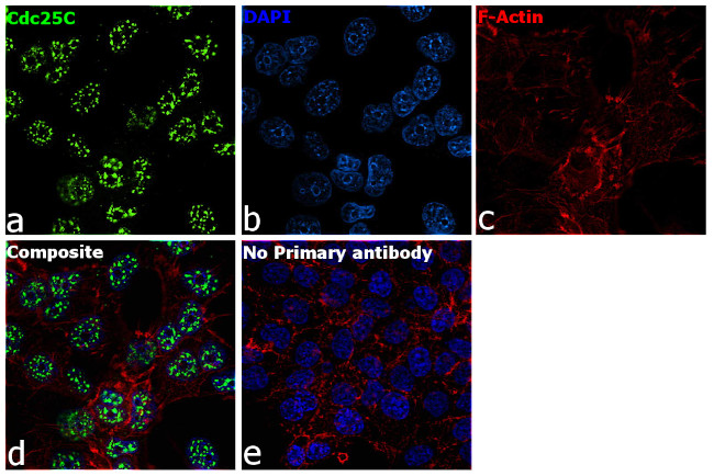 Cdc25C Antibody in Immunocytochemistry (ICC/IF)