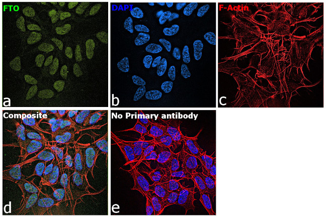 FTO Antibody in Immunocytochemistry (ICC/IF)