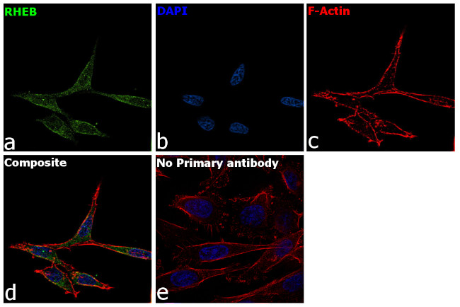 RHEB Antibody in Immunocytochemistry (ICC/IF)