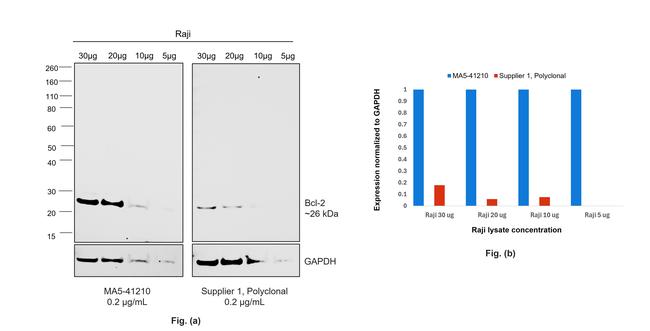 Bcl-2 Antibody in Western Blot (WB)