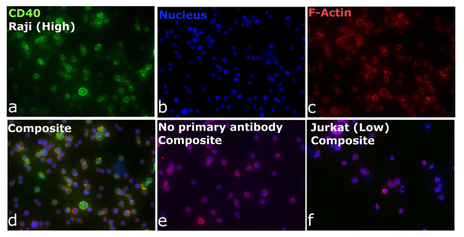 CD40 Antibody in Immunocytochemistry (ICC/IF)