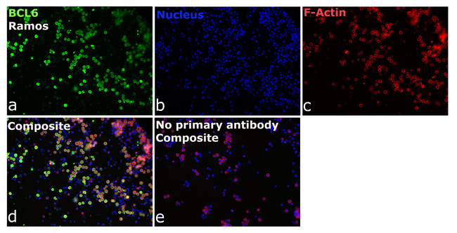 BCL6 Antibody in Immunocytochemistry (ICC/IF)