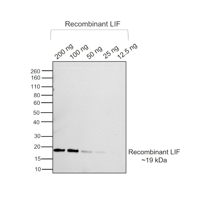 LIF Antibody in Western Blot (WB)