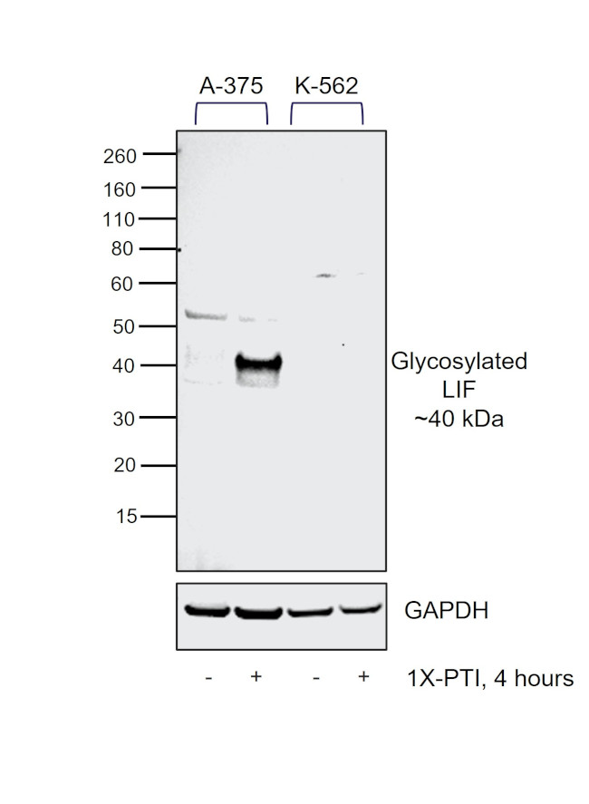 LIF Antibody in Western Blot (WB)
